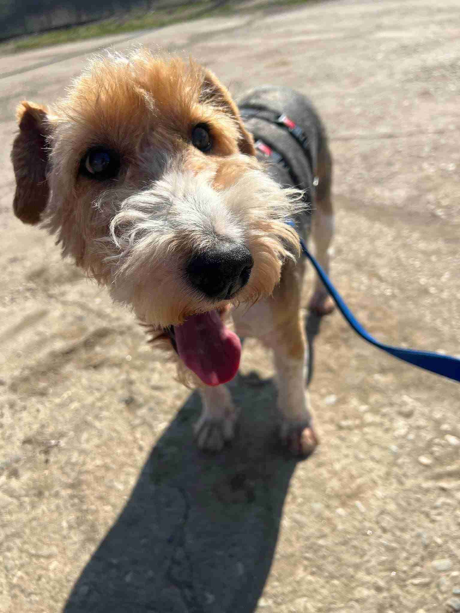 Spring - 5 year old female Cross-Breed available for adoption