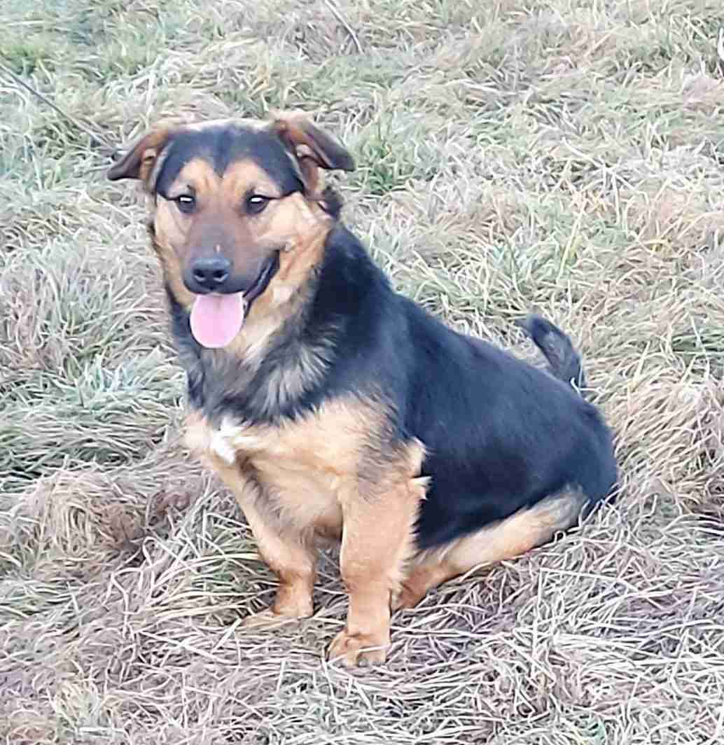 Old Ragner Ragner - 2 year old male Cross-Breed available for adoption