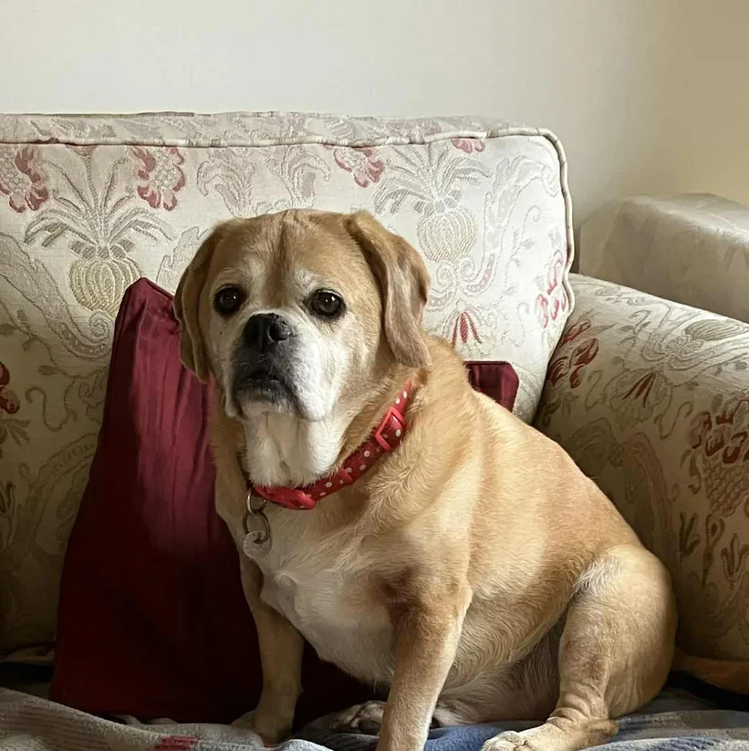 Bertie - 10 year old male Puggle available for adoption